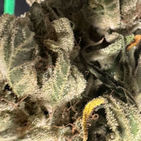 CxLAZ #15 52g growlog photo: Moved to plastic bag