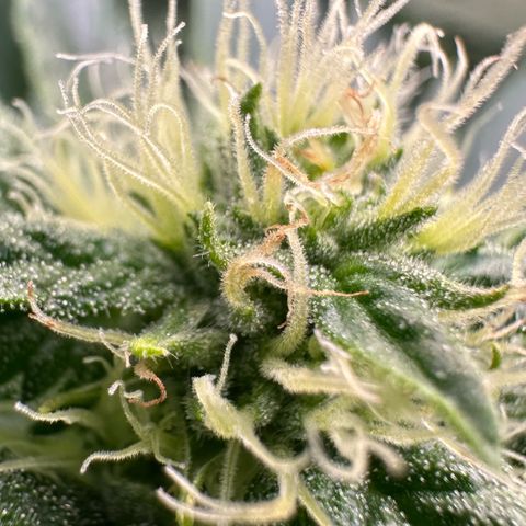 Fuel D.OG #1 Female 47.36g growlog timeline photo
