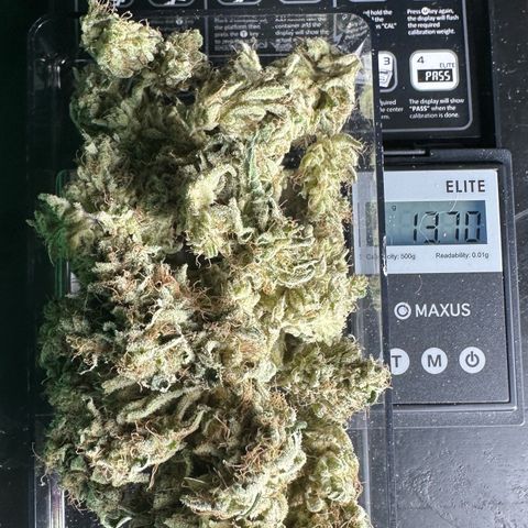 CxLAZ #20 13.7g growlog timeline photo