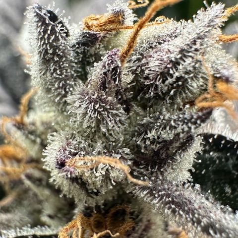 CxLAZ #03 45.52g growlog timeline photo