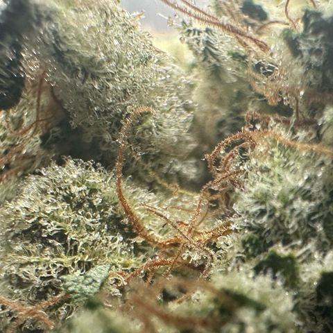 CxLAZ #15 52g growlog photo: Trim and put in grove bag, kind of dry.