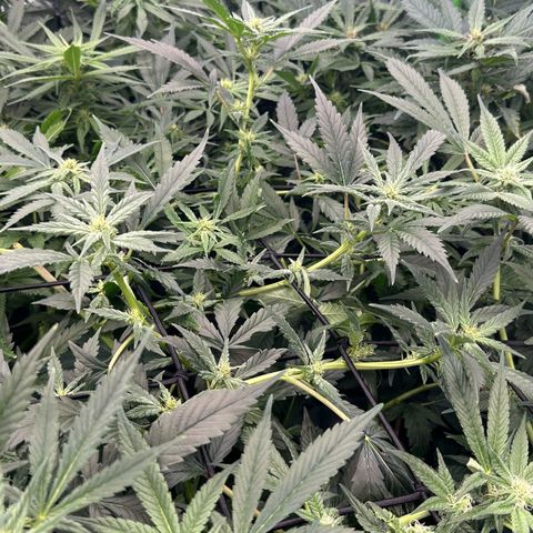 Fuel D.OG #1 Female 47.36g growlog timeline photo