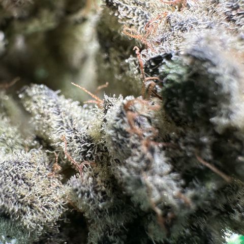 Misc x (LA Kush x Zkittles) #29 25.69g growlog timeline photo