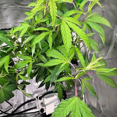 CxLAZ #15 C #1 growlog timeline photo