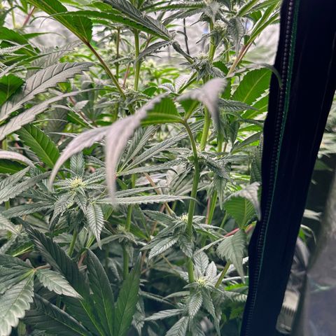 MiscxLAZ #29 C growlog timeline photo