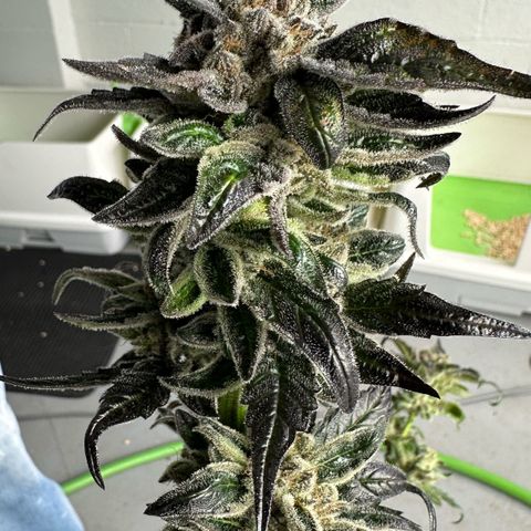 Misc x (LA Kush x Zkittles) #28 13.53g growlog photo: Harvest day