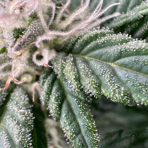 Fuel D.OG #2 Female 49.44g M growlog timeline photo