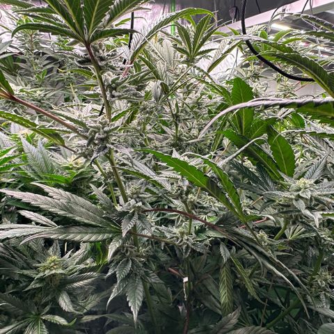 MiscxLAZ #29 C growlog timeline photo