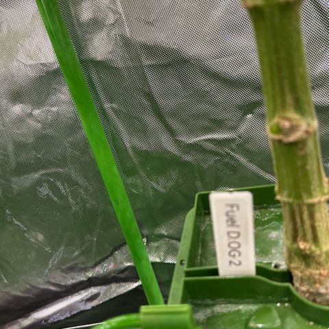Fuel D.OG #2 Female 49.44g M growlog timeline photo