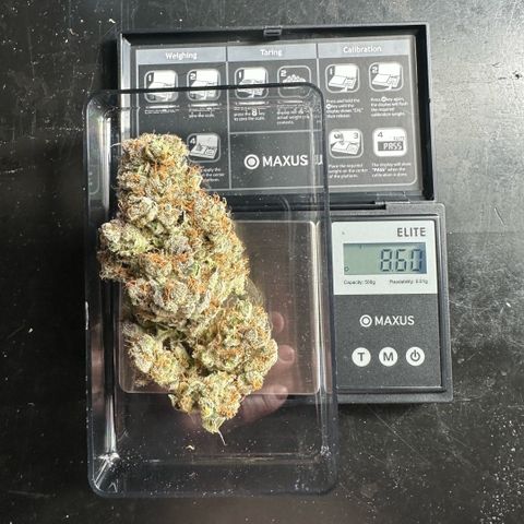 CxLAZ #31 58.75g growlog photo: Trimmed and moved to jar