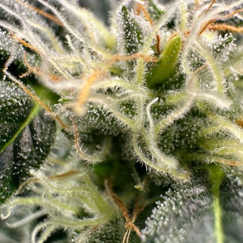 Fuel D.OG #2 Female 49.44g M growlog timeline photo