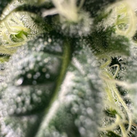 MiscxLAZ #08 C #1 growlog timeline photo