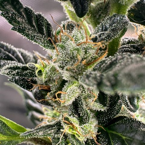 Auto Think Different  #3 growlog timeline photo