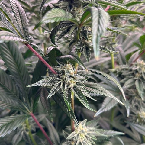 MiscxLAZ #26 C #1 47.15g growlog timeline photo
