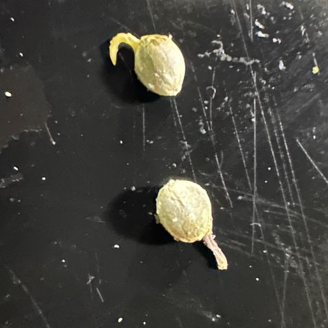 CxLAZ #24 37.13g growlog photo: Seeded bud