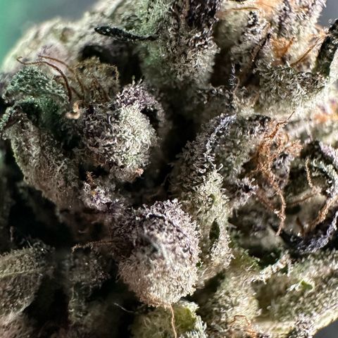 Misc x (LA Kush x Zkittles) #35 28.55g growlog timeline photo