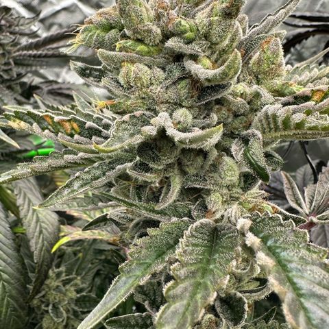 Misc x (LA Kush x Zkittles) #23 28.19g growlog timeline photo
