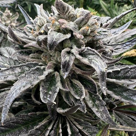 Misc x (LA Kush x Zkittles) #33 19.08g growlog timeline photo