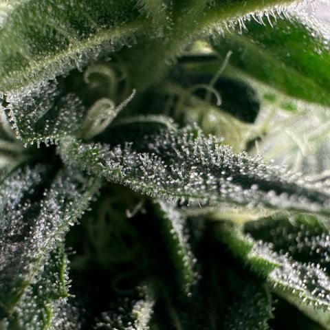 MiscxLAZ #26 C #1 47.15g growlog timeline photo