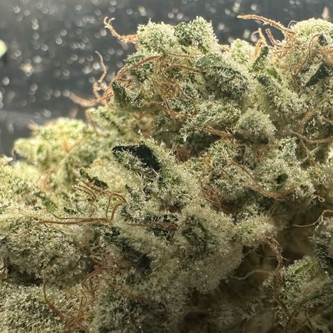 CxLAZ #15 52g growlog photo: Trim and put in grove bag, kind of dry.