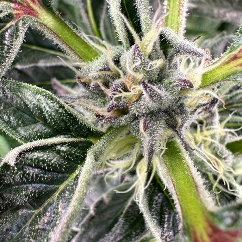 MiscxLAZ #37 C growlog timeline photo