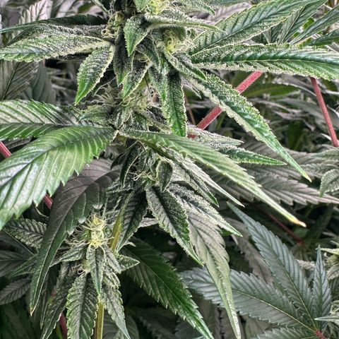 MiscxLAZ #26 C #1 47.15g growlog timeline photo