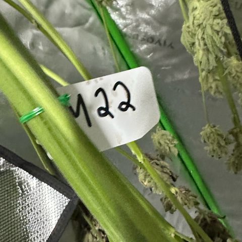Misc x (LA Kush x Zkittles) #22 34.14g growlog timeline photo