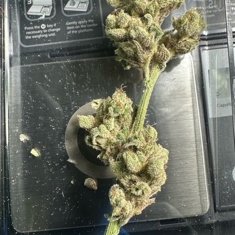 Misc x (LA Kush x Zkittles) #28 13.53g growlog timeline photo