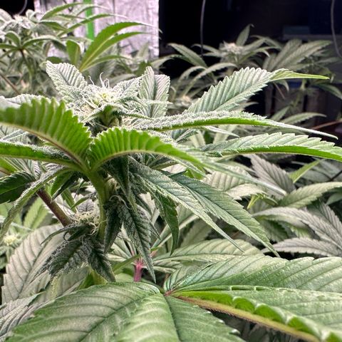MiscxLAZ 5-4 34.63g growlog timeline photo