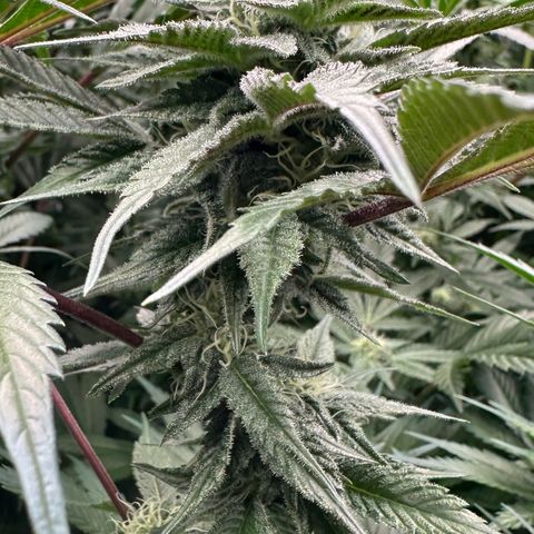 CxLAZ #03 C #1 58.58g growlog timeline photo