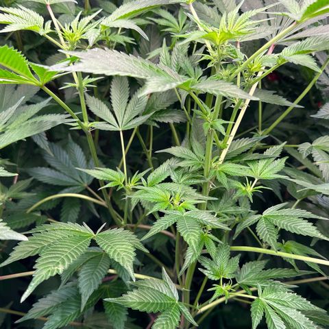 MiscxLAZ #37 C growlog timeline photo