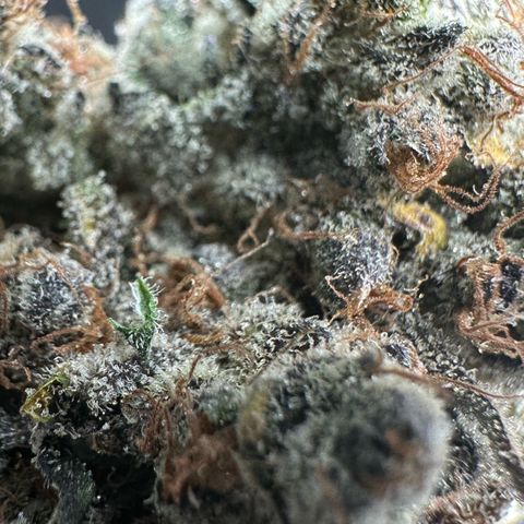CxLAZ #24 37.13g growlog timeline photo