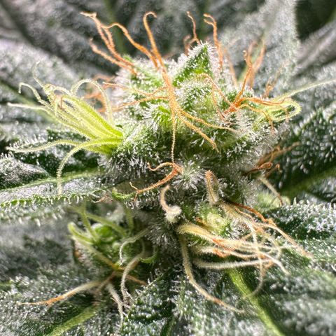 Fuel D.OG #1 Female 47.36g growlog timeline photo