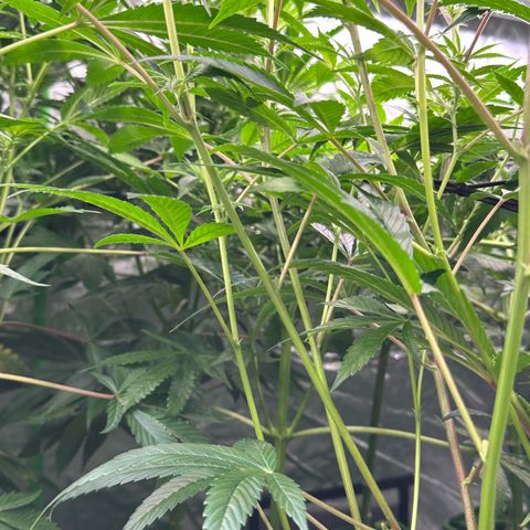 MiscxLAZ #26 C #1 47.15g growlog timeline photo