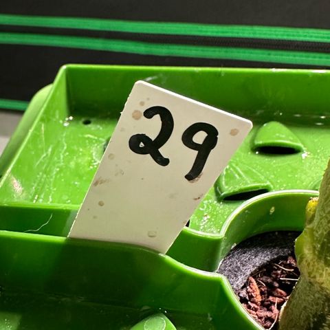MiscxLAZ #29 C growlog timeline photo