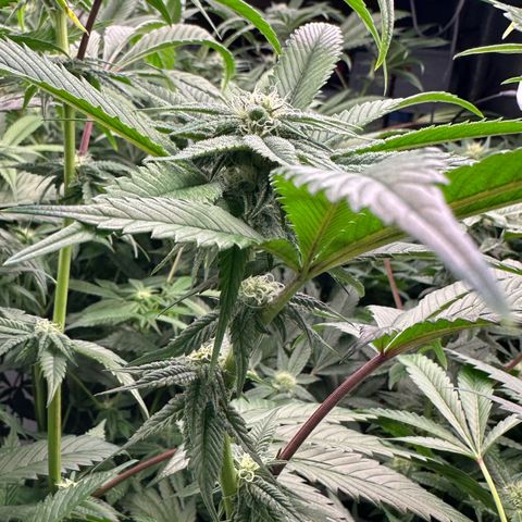 MiscxLAZ 5-4 34.63g growlog timeline photo