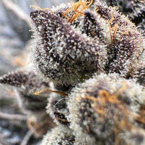 Misc x (LA Kush x Zkittles) #10 growlog timeline photo
