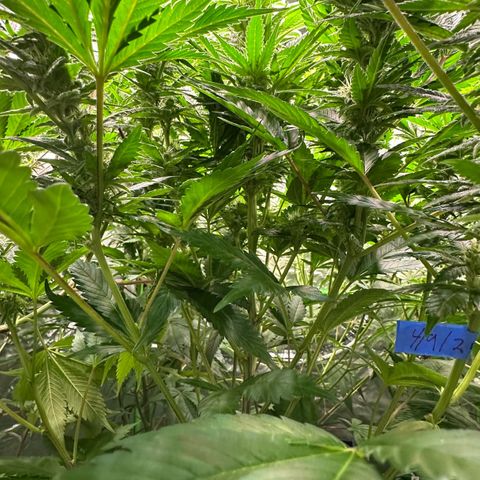 Fuel D.OG #1 Female 47.36g growlog timeline photo