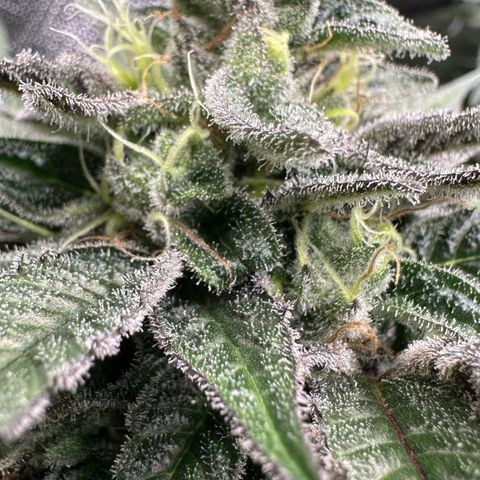 CxLAZ #03 C #1 58.58g growlog timeline photo
