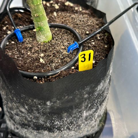 CxLAZ #31 58.75g growlog timeline photo
