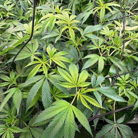 MiscxLAZ #26 C #1 47.15g growlog timeline photo
