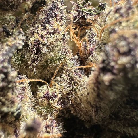 Misc x (LA Kush x Zkittles) #22 34.14g growlog timeline photo