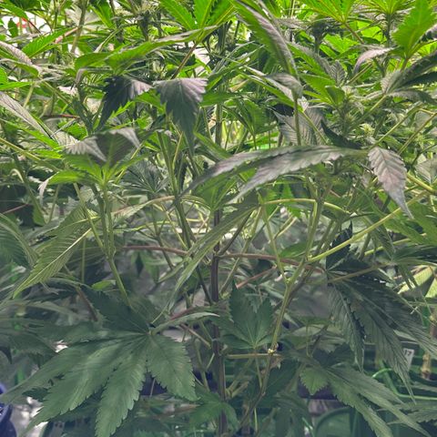 Fuel D.OG #1 Female 47.36g growlog timeline photo