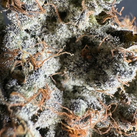 CxLAZ #24 37.13g growlog timeline photo