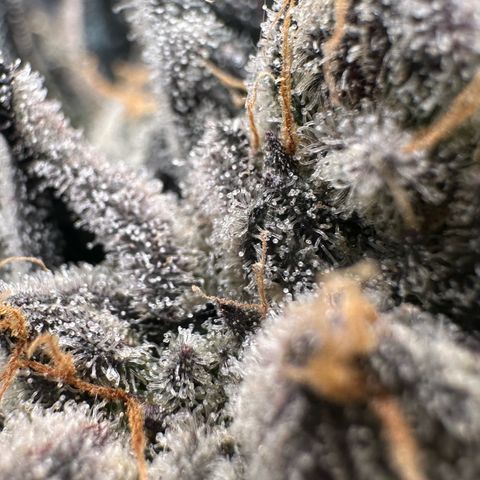 CxLAZ #16 50.72g growlog timeline photo