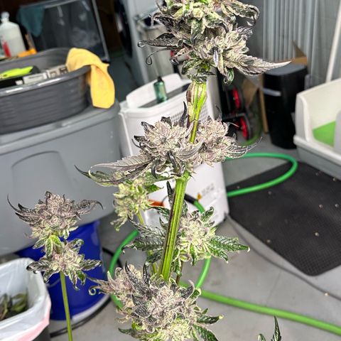 Misc x (LA Kush x Zkittles) #27 33.12g growlog photo: Harvest day