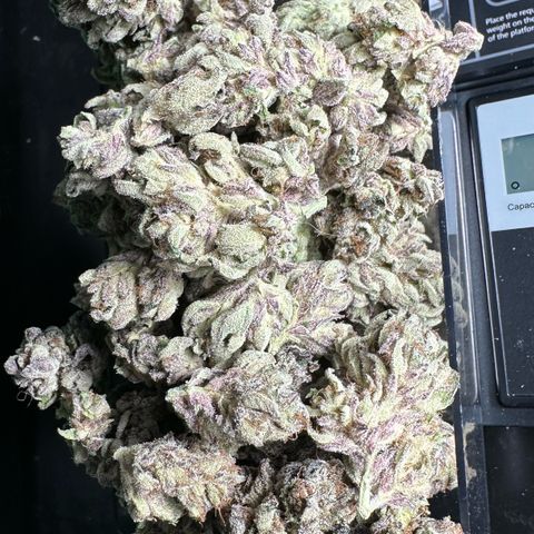 Misc x (LA Kush x Zkittles) #35 28.55g growlog timeline photo
