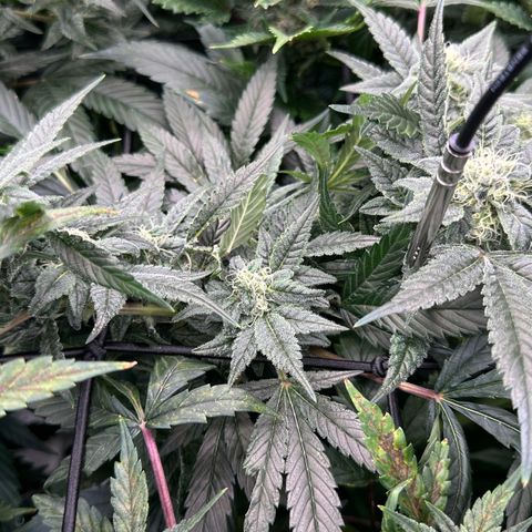 MiscxLAZ #08 C #1 growlog timeline photo