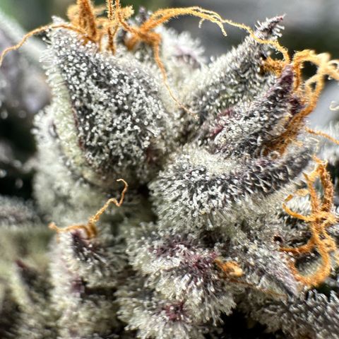 CxLAZ #03 45.52g growlog timeline photo