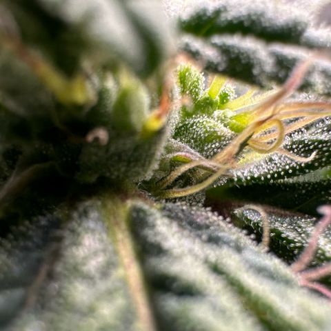 Fuel D.OG #2 Female 49.44g M growlog timeline photo